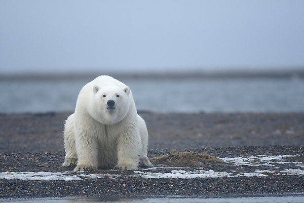 포토 JPG 해외이미지 주간 한마리 야생동물 곰 사람없음 야외 아웃포커스 북극곰 백곰 해외포토 자연요소 동물 1 포유류 촬영기법 파일형식 이미지허브