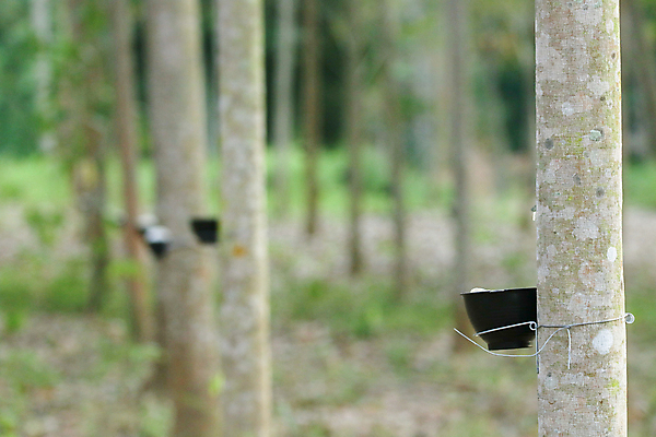 포토 JPG 해외이미지 나무 식물 산업 아시아 잎 농업 태국 자연 풍경 사람없음 목재 초록색 농작물 농장 환경 정원 우유 수확 흰색 시골 신선 사발 숲 날것 고무 내추럴 라텍스 줄서기 해외포토 나라 컬러 재료 모션 유제품 사기그릇 생태계 파일형식 이미지허브