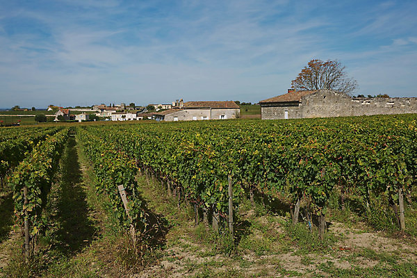 포토 JPG 해외이미지 식물 유럽 음식 여행 잎 밭 농업 과일 자연 하늘 포도 건강 사람없음 야외 초록색 농장 와인 정원 계곡 맑음 프랑스 수확 성장 시골 신선 다발 언덕 유기농 만들기 포도밭 포도나무 프랑스어 메를로 양조장 프로방스 해외포토 문자 웰빙 나라 산업 컬러 모션 날씨 주류 과일나무 생태계 파일형식 이미지허브