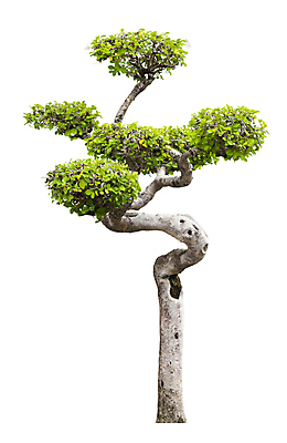 포토 JPG 해외이미지 나무 식물 계절 줄기 백그라운드 낙엽 잎 자연 사람없음 야외 목재 초록색 환경 봄 성장 덮개 흰색 나뭇가지 신선 고독 숲 큼 자르기 에코 유기농 나무껍질 내추럴 고립 생태학 엘리먼트 그리너리 해외포토 웰빙 교육 감정 컬러 재료 모션 뚜껑 껍질 크기 생태계 파일형식 트랜드컬러 이미지허브