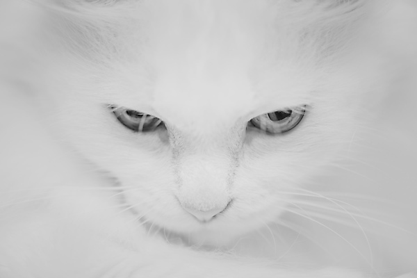 포토 JPG 해외이미지 동물 1 응시 포유류 털 흑백 사람없음 반려동물 검은색 고양이 흰색 승합차 부드러움 솜털 노려봄 시베리아 총구 튀르키예 해외포토 시선 아시아 컬러 승용차 촬영기법 표정 감각 파일형식 이미지허브