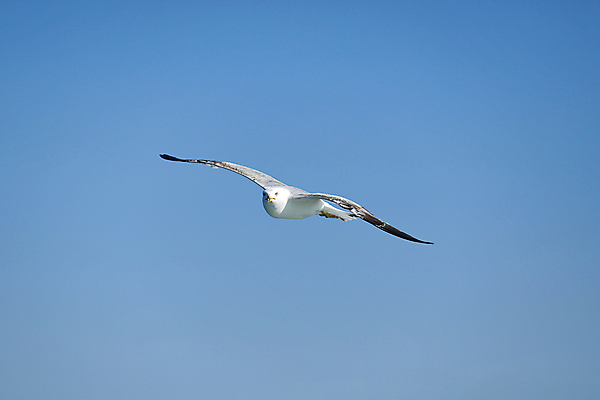 포토 JPG 해외이미지 동물 응시 야생동물 바다 백그라운드 컨셉 자연 갈매기 조류 하늘 사람없음 물 파란색 태양 우주 검은색 펼침 자유 흰색 내추럴 고립 해외포토 자연요소 시선 컬러 모션 생태계 파일형식 이미지허브