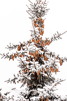 포토 JPG 해외이미지 나무 계절 조각 크리스마스 겨울 사람없음 초록색 갈색 냉동 젖음 촉촉함 흐름 추위 흰색 소나무 떨어짐 엽서 상록수 전나무 원뿔 해외포토 도형 식물 기념일 컬러 컨셉 편지 파일형식 이미지허브