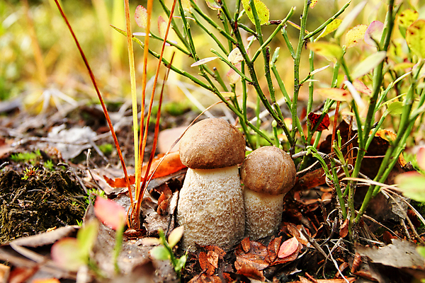 포토 JPG 해외이미지 주간 자연 근접촬영 사람없음 야외 버섯 해외포토 자연요소 뷰포인트 생태계 파일형식 이미지허브