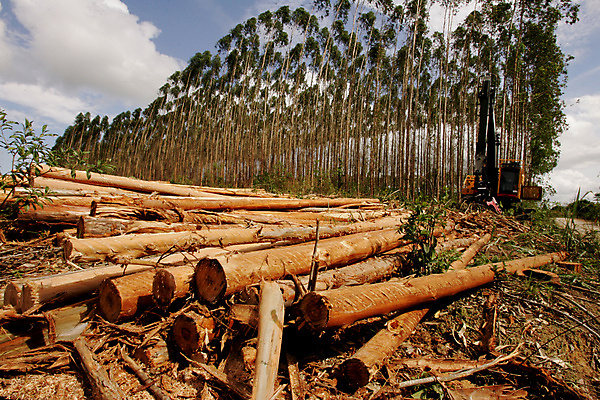 포토 JPG 해외이미지 나무 식물 공원 산업 종이 선 잎 밭 농업 공장 자연 하늘 사람없음 목재 초록색 컬러풀 농장 환경 정원 장비 수확 신선 농부 숲 큼 벌목 복제 유칼립투스 평야 해외포토 직업 공공시설 컬러 재료 공업 크기 생태계 파일형식 이미지허브