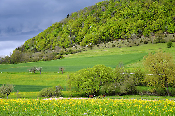 포토 JPG 해외이미지 주간 나무 산 독일 사람없음 야외 시골 해외포토 자연요소 식물 유럽 파일형식 이미지허브