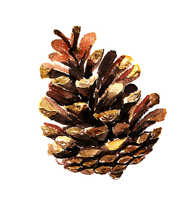 JPG 해외이미지 디자인 겨울 미술 사람없음 오브젝트 솔방울 엘리먼트 해외일러스트 계절 문화예술 파일형식 이미지허브