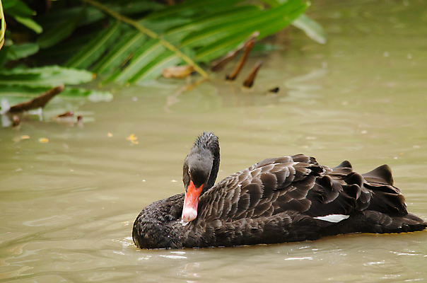 포토 JPG 해외이미지 동물 남자 아시아 야생동물 백그라운드 날개 태국 자연 조류 사람없음 컬러풀 뷰티 자유 흰색 깃털 동물상 해외포토 나라 컬러 컨셉 사람 조형물 생태계 파일형식 이미지허브