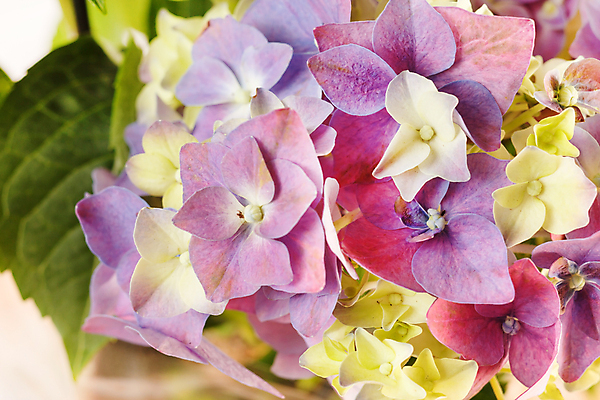 포토 JPG 해외이미지 식물 꽃잎 꽃 꽃다발 잎 자연 선물 사람없음 초록색 여름 정원 보라색 흰색 신선 수국 해외포토 계절 컬러 생태계 파일형식 이미지허브