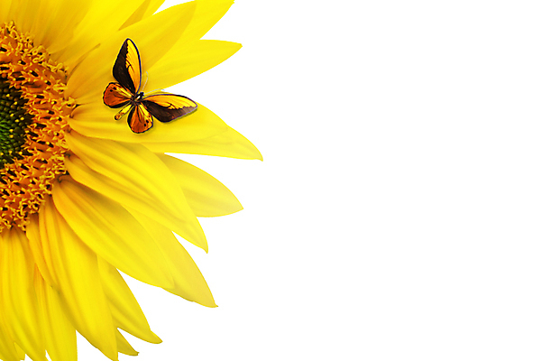 포토 JPG 해외이미지 꽃잎 나비 해바라기 실내 사람없음 흰배경 카피스페이스 해외포토 꽃 곤충 백그라운드 내부 공백 흰색 파일형식 이미지허브