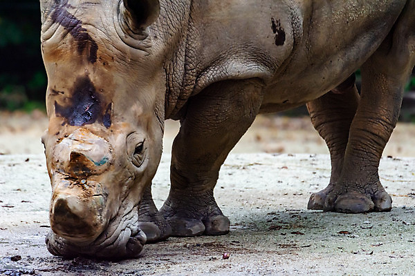 포토 JPG 해외이미지 동물 공원 얼굴 야생동물 백그라운드 포유류 아프리카 자연 초식동물 추상 조명 뿔 성인 사람없음 야외 머리 저녁식사 힘 흰색 볏짚 위험 큼 먹이 먹기 사파리 질감 멸종 코뿔소 남쪽 내추럴 옛날 전국 해외포토 공공시설 나라 컬러 컨셉 무늬 모션 사람 신체부위 식사 짚 크기 방향 생태계 파일형식 이미지허브
