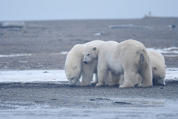 포토 JPG 해외이미지 주간 야생동물 곰 세마리 사람없음 야외 아웃포커스 북극곰 백곰 해외포토 자연요소 동물 포유류 촬영기법 3 파일형식 이미지허브