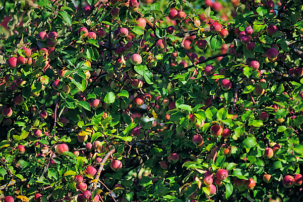 포토 JPG 해외이미지 나무 식물 계절 음식 백그라운드 잎 농업 다이어트 과일 자연 건강 사람없음 목재 빨간색 초록색 여름 농작물 햇빛 농장 정원 수확 성장 가을 나뭇가지 신선 달콤 맛 사과 과수원 다발 먹기 원예 내추럴 밭일 숙성 맛있는 해외포토 산업 컬러 컨셉 재료 모션 취미 태양 생태계 파일형식 이미지허브