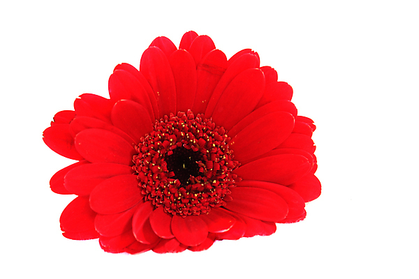 포토 JPG 해외이미지 꽃 백그라운드 잎 꽃무늬 사람없음 내부 장식 빨간색 봄 흰색 향기 냄새 거베라 무료 스타일 해외포토 식물 계절 컬러 무늬 파일형식 이미지허브