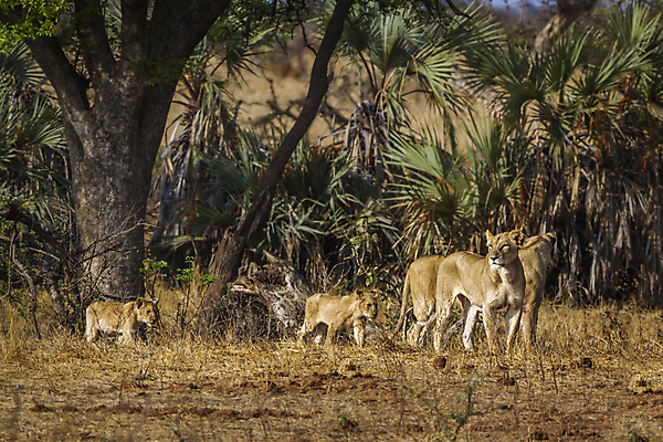 포토 JPG 해외이미지 동물 야생동물 새끼 포유류 가족 아프리카 자연 파노라마 국립공원 사람없음 고양이 황무지 보호 사자 사파리 육식동물 남아프리카 보츠와나 보호구역 암사자 해외포토 멸종위기종 공원 나라 컨셉 관계 촬영기법 반려동물 암컷 생태계 구역 파일형식 이미지허브
