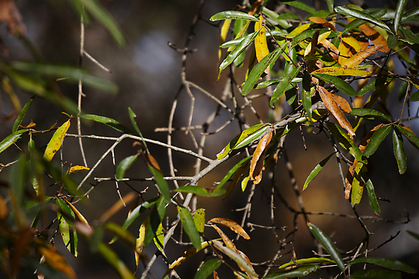 포토 JPG 해외이미지 나무 식물 계절 과학 백그라운드 컨셉 낙엽 자연 추상 풍경 사람없음 야외 가로 초록색 뷰티 노란색 환경 성장 가을 변화 오르간 보호 숲 유기농 생물학 장면 10월 내추럴 그리너리 해외포토 웰빙 교육 컬러 잎 무늬 날짜 건반악기 생태계 파일형식 트랜드컬러 이미지허브