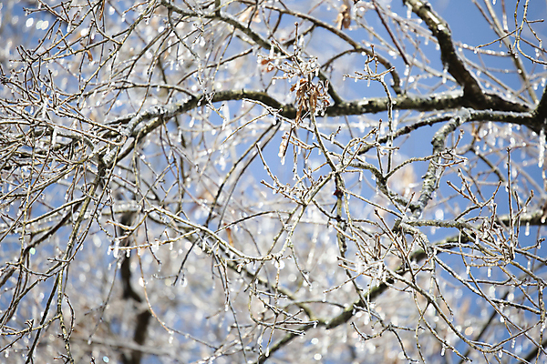 포토 JPG 해외이미지 나무 식물 계절 과학 백그라운드 컨셉 크리스마스 겨울 자연 날씨 생물 풍경 사람없음 야외 가로 햇빛 뷰티 환경 냉동 얼음 추위 성장 나뭇가지 12월 질감 장면 나무껍질 1월 내추럴 2월 해외포토 자연요소 기념일 태양 껍질 날짜 생태계 파일형식 이미지허브