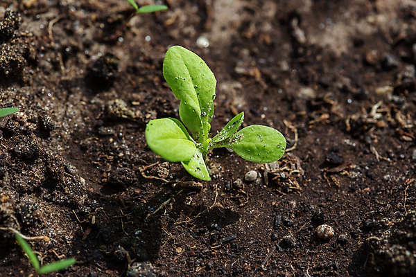 포토 JPG 해외이미지 식물 계절 백그라운드 잎 채소 자연 주택 사람없음 초록색 정원 봄 샐러드 성장 신선 냄비 컨테이너 플라스틱 유기농 원예 내추럴 모종 밭일 총각무 파종 해외포토 웰빙 산업 음식 컬러 재질 취미 건물 농사 솥 무 생태계 파일형식 이미지허브