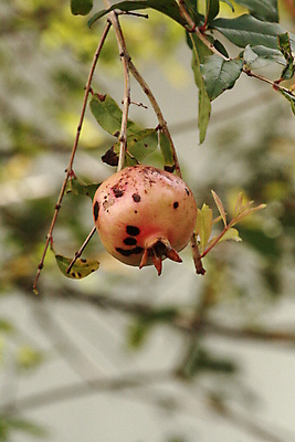 포토 JPG 해외이미지 잡화 음식 백그라운드 잎 농업 과일 재료 자연 디저트 귤 건강 씨앗 사람없음 빨간색 초록색 농장 노란색 주스 견과류 수확 흰색 신선 달콤 맛 먹기 파인애플 열대과일 유기농 날것 브라질 건강식 내추럴 숙성 영양분 이국적 채식주의자 캐슈넛 브라질사람 맛있는 해외포토 식물 웰빙 산업 음료 컬러 컨셉 모션 남아메리카 생태계 채식 파일형식 이미지허브