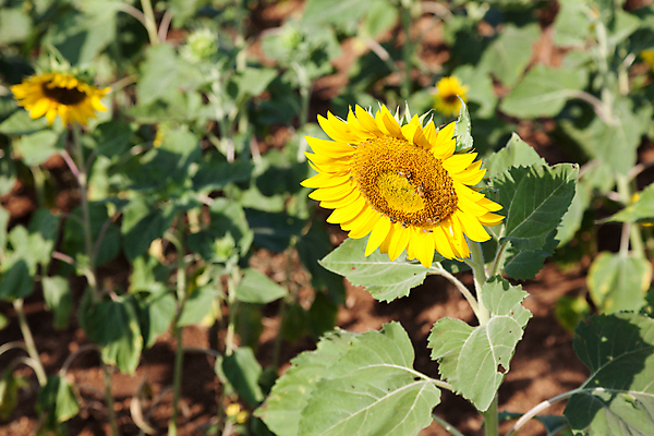 포토 JPG 해외이미지 주간 줄기 잎 꽃밭 해바라기 사람없음 야외 아웃포커스 해외포토 자연요소 식물 꽃 촬영기법 파일형식 이미지허브