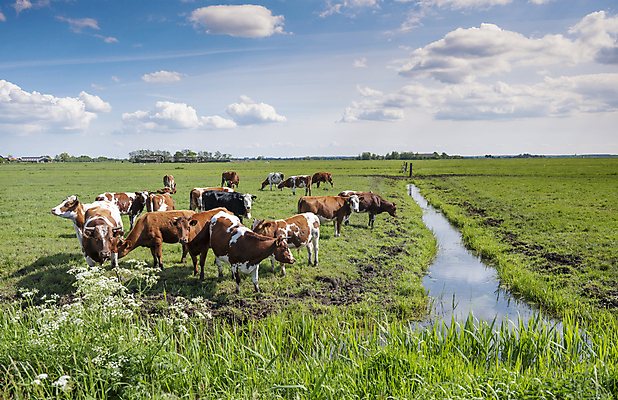 포토 JPG 해외이미지 식물 동물 꽃 백그라운드 밭 농업 포유류 자연 하늘 서기 풍경 초원 사람없음 야외 빨간색 초록색 여름 파란색 울타리 컬러풀 농장 농경지 갈색 노란색 맑음 검은색 가축 봄 우유 벚꽃 흰색 시골 신선 개화 소 방목 땅 네덜란드 내추럴 밭일 해외포토 계절 유럽 산업 컬러 모션 날씨 유제품 담장 축산업 생태계 파일형식 이미지허브
