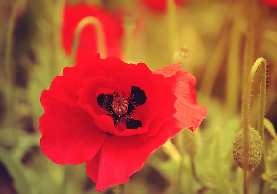 포토 JPG 해외이미지 식물 꽃잎 꽃 줄기 분홍색 컨셉 밭 자연 하늘 휴가 선물 풍경 사람없음 야외 장식 빨간색 초록색 여름 파란색 햇빛 태양 뷰티 정원 봄 성장 벚꽃 전원 시골 신선 잠 개화 땅 양귀비 넘어짐 마약 멀티 수평선 해외포토 자연요소 계절 컬러 농업 모션 전기에너지 생태계 파일형식 이미지허브