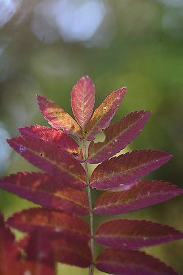 포토 JPG 해외이미지 나무 식물 계절 공원 분홍색 단풍 잎 오렌지 자연 하늘 추상 사람없음 야외 장식 빨간색 빛 컬러풀 햇빛 태양 뷰티 노란색 환경 활발 성장 나뭇가지 신선 황금 닫기 숲 질감 장면 내추럴 해외포토 자연요소 공공시설 컬러 컨셉 무늬 과일 모션 생태계 파일형식 이미지허브