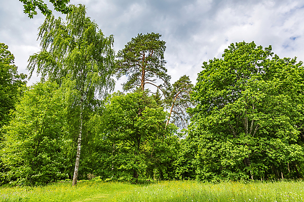 포토 JPG 해외이미지 주간 나무 식물 계절 공원 백그라운드 낙엽 잎 자연 사람없음 야외 목재 초록색 여름 환경 정원 흰색 나뭇가지 숲 생태계 나무껍질 내추럴 생태학 영원 옛날 그리너리 해외포토 자연요소 공공시설 교육 컬러 재료 껍질 파일형식 트랜드컬러 이미지허브
