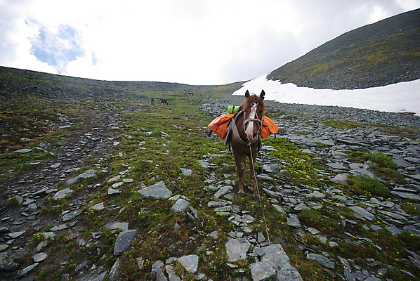 포토 JPG 해외이미지 동물 실루엣 얼굴 백그라운드 신발 밭 자연 산 풍경 초원 사람없음 옆모습 초록색 울타리 뷰티 농장 갈색 머리 걷기 가을 시골 먹이 방목 그림 윤곽 마차 망아지 무료 해외포토 계절 새끼 교통수단 뷰포인트 컬러 농업 모션 촬영기법 신체부위 담장 말_동물 축산업 생태계 파일형식 이미지허브