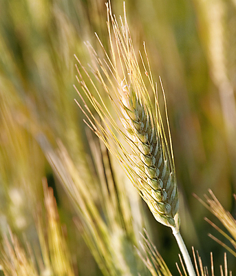 포토 JPG 해외이미지 식물 구름 계절 음식 빵 줄기 백그라운드 밭 농업 자연 하늘 건조 건강 씨앗 초원 사람없음 여름 파란색 농장 농경지 노란색 맑음 식사 수확 성장 가을 시골 황금 낟알 시리얼 밀 보리 귀 밀짚 내추럴 숙성 호밀 해외포토 자연요소 산업 컬러 날씨 곡류 신체부위 짚 생태계 파일형식 이미지허브