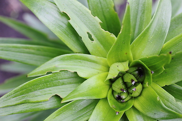 포토 JPG 해외이미지 식물 계절 화분 백그라운드 낙엽 잎 꽃무늬 자연 취미 사람없음 야외 장식 초록색 농작물 정원 성장 흰색 콘센트 전기에너지 땅 허브 원예 양배추 내추럴 돌봄 케일 카피스페이스 그리너리 세련 해외포토 꽃 컬러 무늬 농업 채소 모션 공백 에너지 생태계 파일형식 트랜드컬러 이미지허브