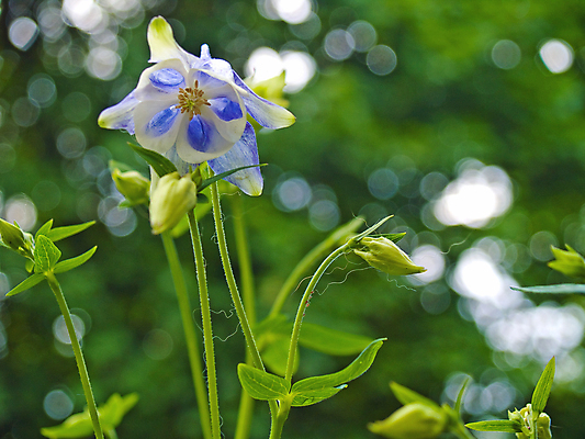 포토 JPG 해외이미지 나무 식물 공원 꽃잎 꽃 줄기 여행 잎 꽃무늬 자연 발렌타인데이 풍경 사람없음 야외 초록색 여름 컬러풀 세계 햇빛 뷰티 노란색 평화 정원 보라색 벚꽃 흰색 신선 개화 황무지 정상 제비꽃 라벤더 라일락 꽃수술 서쪽 콜로라도 해외포토 계절 공공시설 컬러 컨셉 무늬 데이이벤트 태양 미국 방향 허브 생태계 파일형식 이미지허브