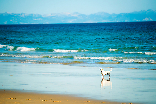 포토 JPG 해외이미지 동물 1 행복 모래 파도 바다 포즈 이동 모션 자연 놀이 하늘 휴가 성인 사람없음 야외 물 여름 파란색 반려동물 달리기 반사 갈색 점프 젖음 개 강아지 혀 송곳니 기르기 해외포토 자연요소 계절 감정 컬러 컨셉 포유류 사람 입 치아 생태계 돌봄 파일형식 이미지허브