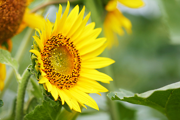 포토 JPG 해외이미지 주간 줄기 잎 꽃밭 해바라기 사람없음 야외 아웃포커스 해외포토 자연요소 식물 꽃 촬영기법 파일형식 이미지허브