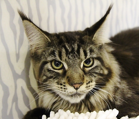 포토 JPG 해외이미지 동물 포유류 발 자연 수염 주택 털 잔디 사람없음 야외 빨간색 초록색 파란색 반려동물 소파 머리 귀여움 점프 고양이 줄무늬 회색 흰색 닫기 모피 꼬리 솜털 동물상 발톱 해외포토 식물 컬러 컨셉 무늬 의자 모션 건물 신체부위 조형물 생태계 파일형식 이미지허브