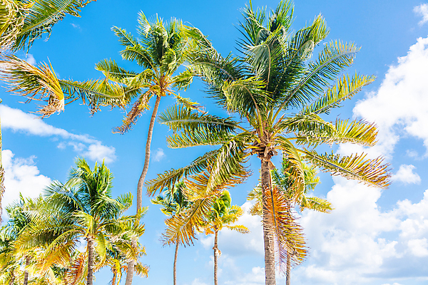 포토 JPG 해외이미지 주간 구름 하늘 사람없음 야외 여름 야자수 맑음 여름풍경 해외포토 자연요소 나무 계절 날씨 풍경 파일형식 여름_계절 이미지허브