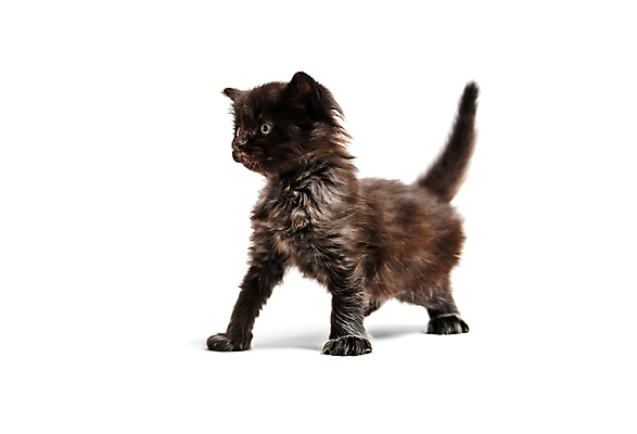 포토 JPG 해외이미지 한마리 응시 새끼 실내 사람없음 반려동물 귀여움 고양이 흰배경 반려묘 해외포토 동물 1 시선 백그라운드 컨셉 포유류 내부 흰색 파일형식 이미지허브