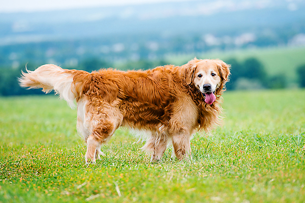 포토 JPG 해외이미지 주간 한마리 반려견 잔디 사람없음 야외 아웃포커스 반려동물 산책 골든리트리버 강아지 해외포토 자연요소 식물 동물 1 휴식 촬영기법 개 리트리버 파일형식 이미지허브