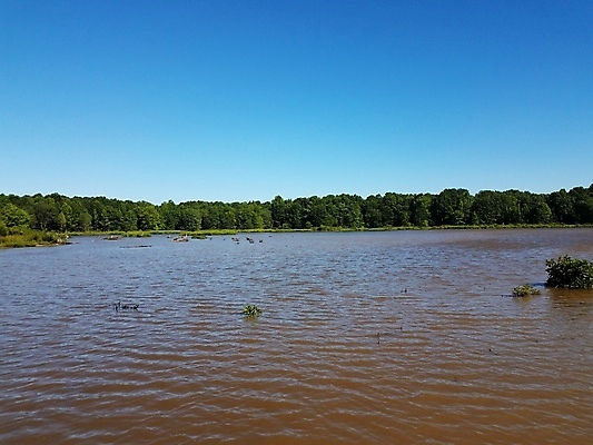 포토 JPG 해외이미지 나무 식물 호수 자연 하늘 사람없음 야외 물 환경 연못 습지 진흙 해외포토 자연요소 생태계 파일형식 이미지허브