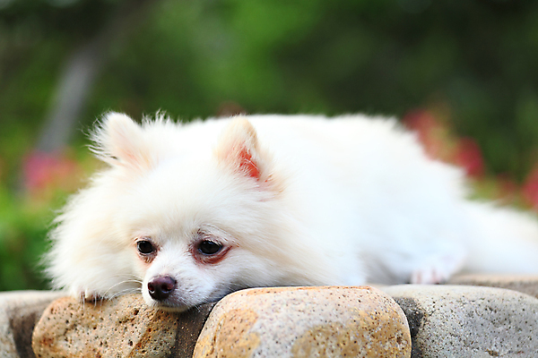 포토 JPG 해외이미지 주간 한마리 반려견 엎드리기 사람없음 야외 아웃포커스 눕기 산책 강아지 포메라니안 해외포토 자연요소 1 모션 휴식 촬영기법 반려동물 개 파일형식 이미지허브