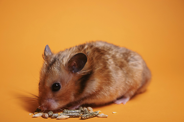 포토 JPG 해외이미지 백그라운드 씨앗 사람없음 반려동물 견과류 설치류 낟알 먹기 호두 햄스터 주황색배경 해외포토 식물 동물 모션 주황색 파일형식 이미지허브