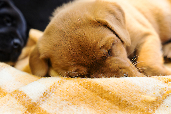 포토 JPG 해외이미지 동물 1 벤치 사람없음 반려동물 검은색 잠 개 리트리버 강아지 작음 담요 래브라도리트리버 사냥 사냥개 사냥꾼 송곳니 기르기 유래 충실 쓰다듬기 해외포토 직업 컬러 의자 포유류 모션 치아 크기 돌봄 파일형식 이미지허브