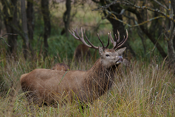 포토 JPG 해외이미지 주간 유럽 야생동물 사슴 뿔 사람없음 야외 스페인 숲 해외포토 자연요소 동물 나라 포유류 파일형식 이미지허브