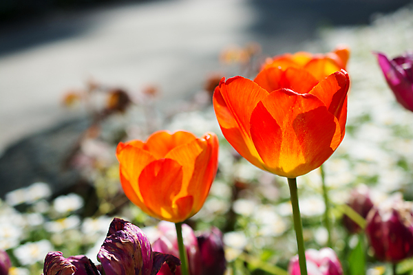 포토 JPG 해외이미지 주간 사람없음 야외 아웃포커스 튤립 해외포토 자연요소 꽃 촬영기법 파일형식 이미지허브
