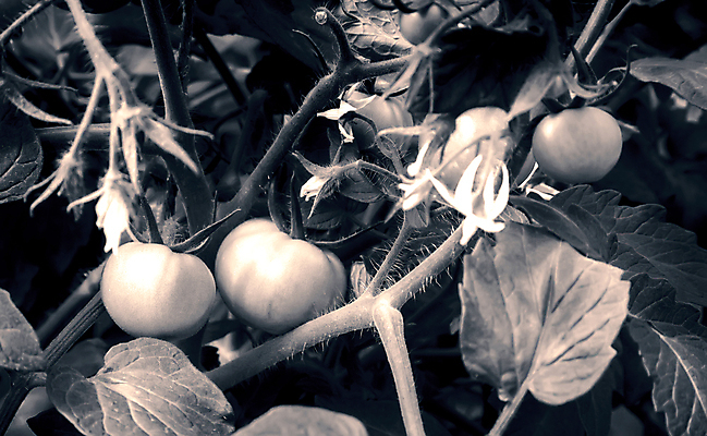 포토 JPG 해외이미지 식물 음식 잎 농업 다이어트 토마토 채소 자연 건강 사람없음 야외 빨간색 초록색 농작물 농장 정원 젖음 수확 성장 나뭇가지 신선 체리 맛 떨어짐 질병 이슬 큼 땅 다발 유기농 원예 날것 내추럴 밭일 숙성 재앙 채식주의자 세련 해외포토 나무 웰빙 산업 컬러 컨셉 과일 의학 취미 크기 생태계 채식 파일형식 이미지허브