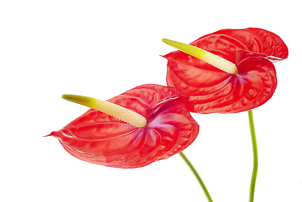 포토 JPG 해외이미지 모양 식물 꽃잎 꽃 줄기 꽃다발 2 자연 사람없음 빨간색 초록색 빛 벚꽃 흰색 하트 플라밍고 정사각형 내추럴 고립 이국적 특별함 해외포토 도형 컬러 컨셉 조류 생태계 파일형식 이미지허브