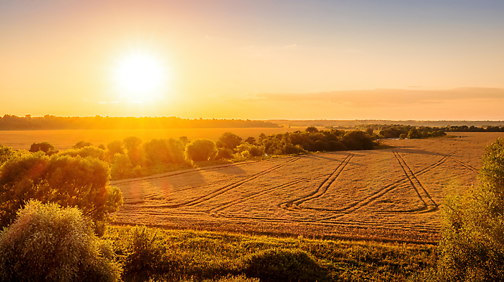 포토 JPG 해외이미지 나무 자연 하늘 사람없음 야외 햇빛 태양 농경지 일몰 밀밭 해외포토 자연요소 식물 밭 농장 노을 밀 생태계 파일형식 이미지허브