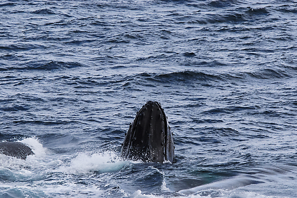 포토 JPG 해외이미지 동물 바다 자연 산 사람없음 물 파란색 환경 얼음 수영 일몰 관찰 큼 남극 북극 고래 다이빙 꼬리 지느러미 부드러움 멸종 서식지 거인 내추럴 감탄 수유 시리즈 해외포토 자연요소 컬러 포유류 모션 노을 수중동물 수상스포츠 감각 크기 극지방 생태계 수중스포츠 파일형식 이미지허브