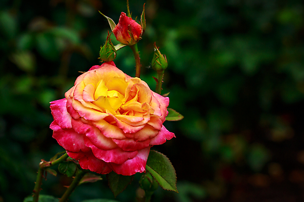 포토 JPG 해외이미지 꽃 산업 농업 자연 사람없음 야외 가로 컬러풀 장미 닫기 원예 카피스페이스 해외포토 식물 컬러 모션 취미 공백 생태계 파일형식 이미지허브
