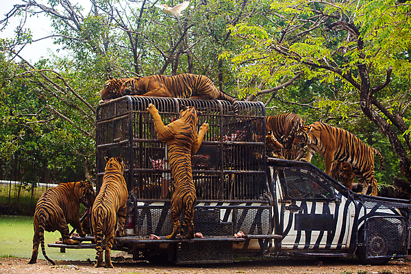 포토 JPG 해외이미지 동물 손 공원 아시아 야생동물 운동화 포유류 태국 자연 놀이 휴가 털 동물원 육류 사람 사람없음 야외 컬러풀 고양이 줄무늬 공연 기차 호랑이 구출 위험 큼 서커스 먹이 먹기 배고픔 사파리 오르기 쇼 육식동물 멸종 주둥이 해외포토 공공시설 나라 육상교통 컬러 신발 컨셉 무늬 식재료 모션 대중교통 이벤트 신체부위 반려동물 도움 크기 생태계 파일형식 이미지허브